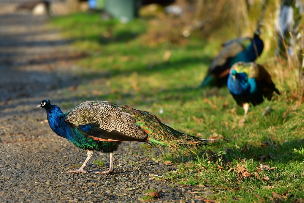 2018-11 Scotland/Talisker/DSC_7356.JPG